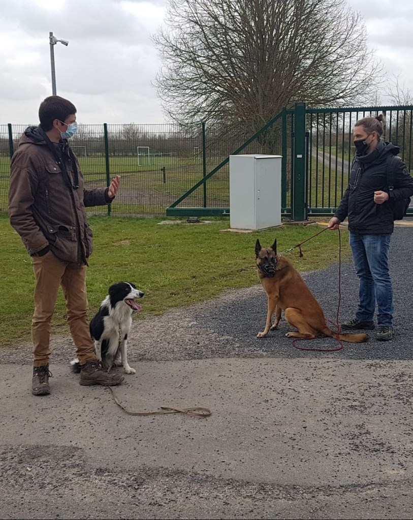 Explications et travail d'un berger malinois réactif congénères avec mon border collie Patmol à Halluin