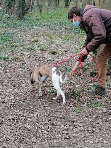 Simone lévrier Whippet en cours d'apprentissage du pistage