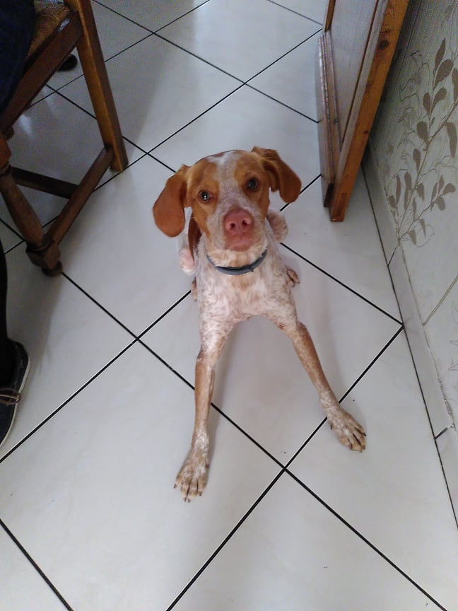 Epagneul breton prêt à bondir à Villeneuve d'ascq