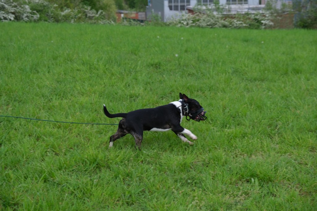 Némo apprentissage du rappel àWattrelos