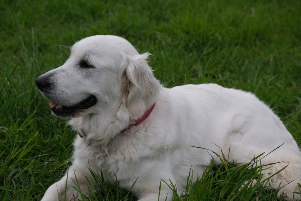 Tweetsie chienne golden retriever couchée observe le cours individuel à Roubaix