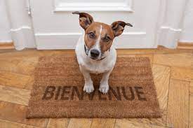 Jack russell sur un tapis bienvenue; arrivée d'un chien 
