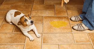 Jack russel terrier urine dans la maison