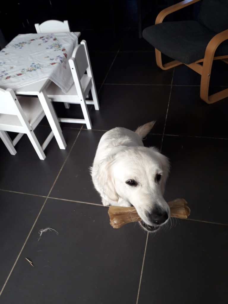 Twwetsie Golden retriever avec un os 