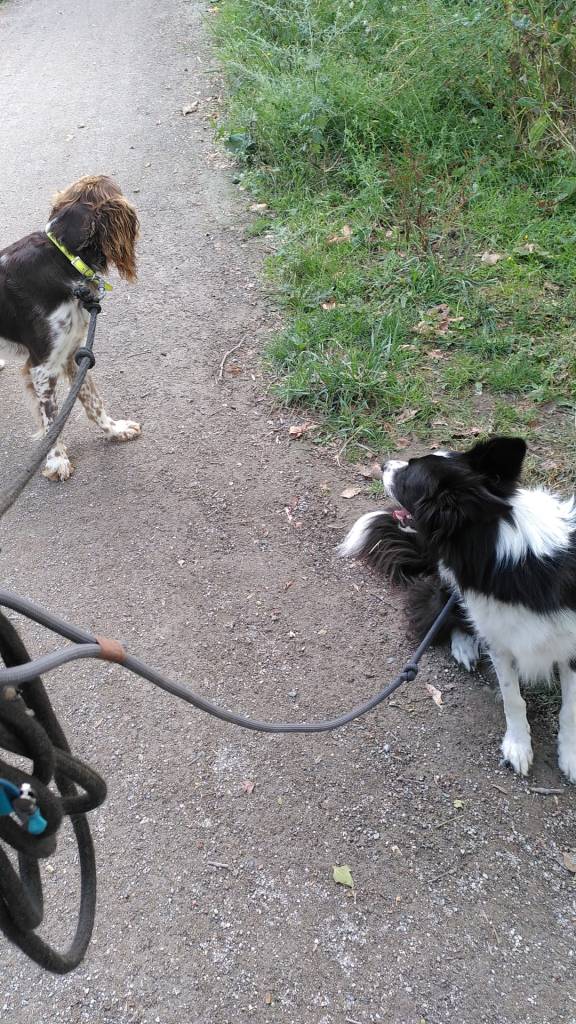 Epagneul picard, en balade durant son séjour en pension à Croix