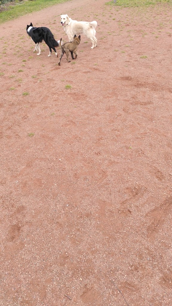 moment de socialisation et de jeu cours collectif golden retriever border collie et berger belge tervuren