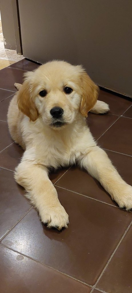 Sylah golden retriever chien d'assistance