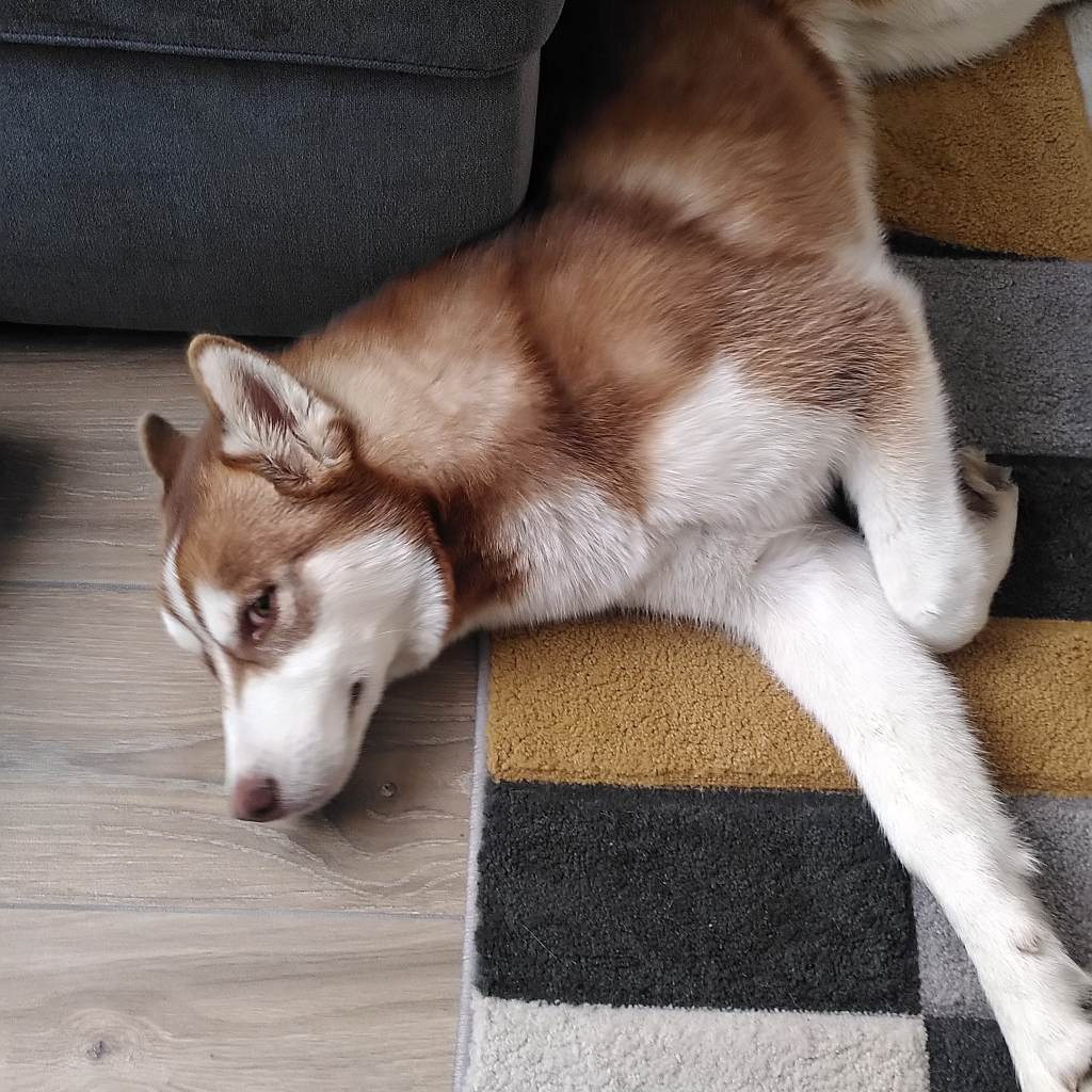 Tiamo Husky couché au calme à Lille