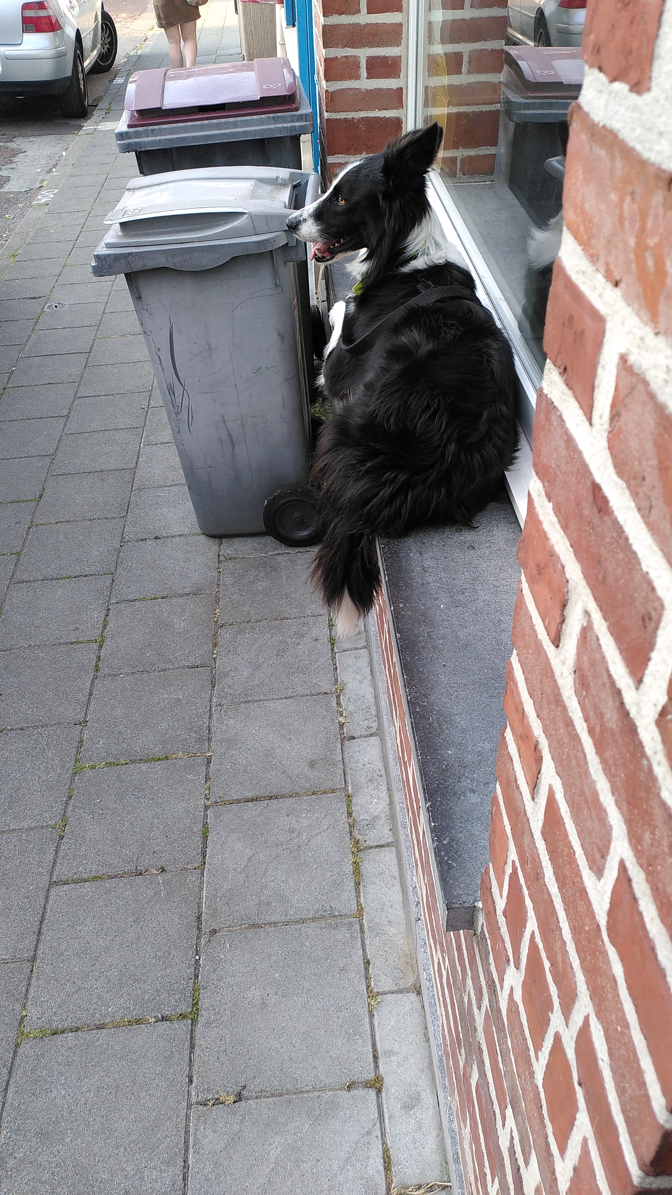 Patmol Border Collie Attend devant la Pizzeria à Croix