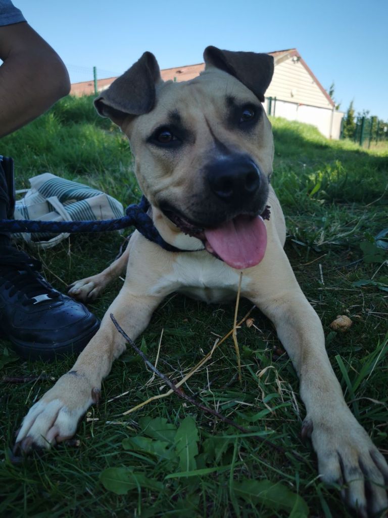 Nala Staff croisé couché lors d'une balade à Wattrelos