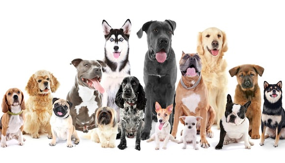 Toutes races de chien au assis; berger; husky; cocker terrier retriever staff bouledogue 